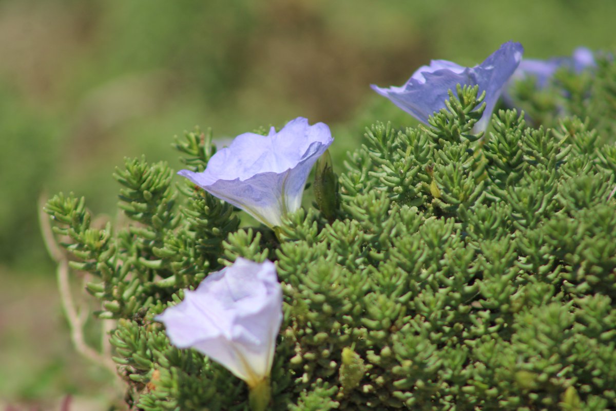 FreirinaIM's tweet photo. En la difusión y promoción del #𝐃𝐄𝐒𝐈𝐄𝐑𝐓𝐎𝐅𝐋𝐎𝐑𝐈𝐃𝐎 compartimos imágenes de hermosas flores, que ya asoman en la zona costa de #Freirina. 𝐏𝐑𝐎𝐓𝐄𝐆𝐄𝐑, 𝐂𝐔𝐈𝐃𝐀𝐑 𝐘 𝐍𝐎 𝐁𝐎𝐓𝐀𝐑 𝐁𝐀𝐒𝐔𝐑𝐀 es el principal compromiso.

#freirinadesiertovivo #freirinaflorece https://t.co/8tIwLPN68S