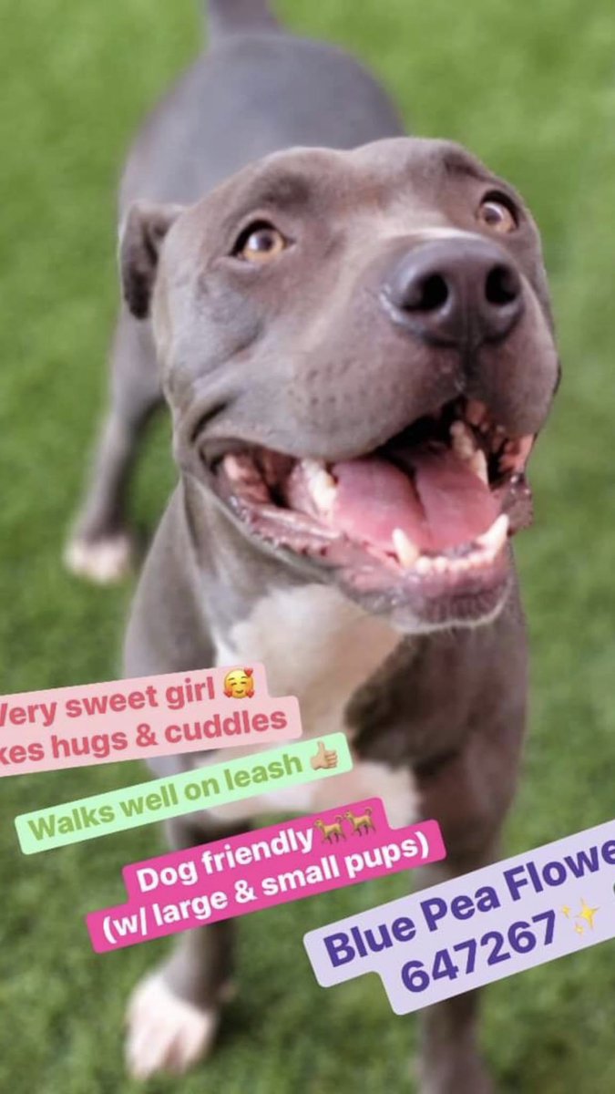 BearyHappy04's tweet photo. There are some wonderful videos of her on Facebook: 
https://t.co/8kFV2ayrhe

BLUE PEA FLOWER / A647267 @SANANTONIOACS 
Loved by the volunteers &amp; was fab with the finder &amp; their own dogs 🆘🐾🙏
SAVE HER #TEXAS #ANIMALLOVERS PLEASE! 🤞 #SanAntonio #Houston #AustinTx https://t.co/NHyjhWwXUZ