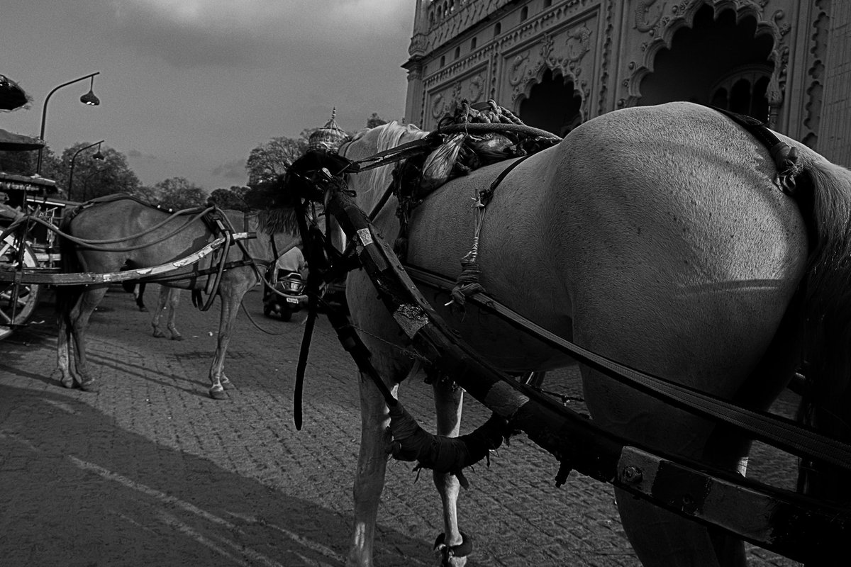 technoyupp's tweet photo. you wouldn't agree but i clicked a photograph of an ass

#photograph #streetphotography #street #photography #Lucknow #photo #PhotoOfTheDay https://t.co/Uz8vWD4kCe