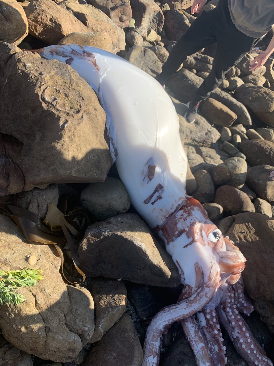 TimDee4's tweet photo. Giant squid close ups - wrecked this morning on Scarborough beach, just north of the Cape of Good Hope: https://t.co/m7YqL9H9gQ