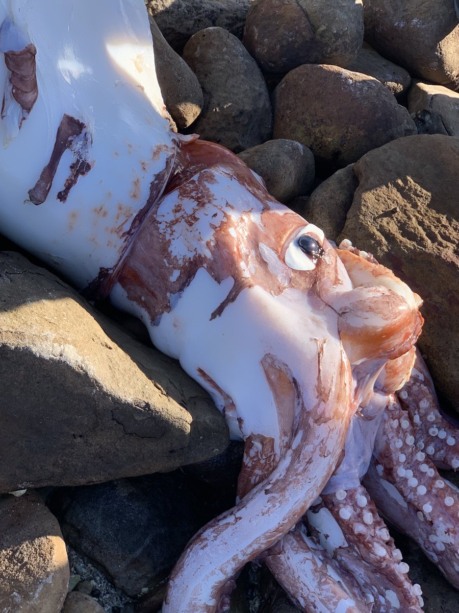 TimDee4's tweet photo. Giant squid close ups - wrecked this morning on Scarborough beach, just north of the Cape of Good Hope: https://t.co/m7YqL9H9gQ