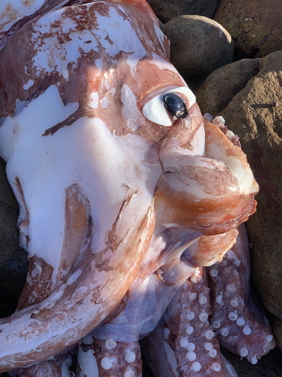 TimDee4's tweet photo. Giant squid close ups - wrecked this morning on Scarborough beach, just north of the Cape of Good Hope: https://t.co/m7YqL9H9gQ