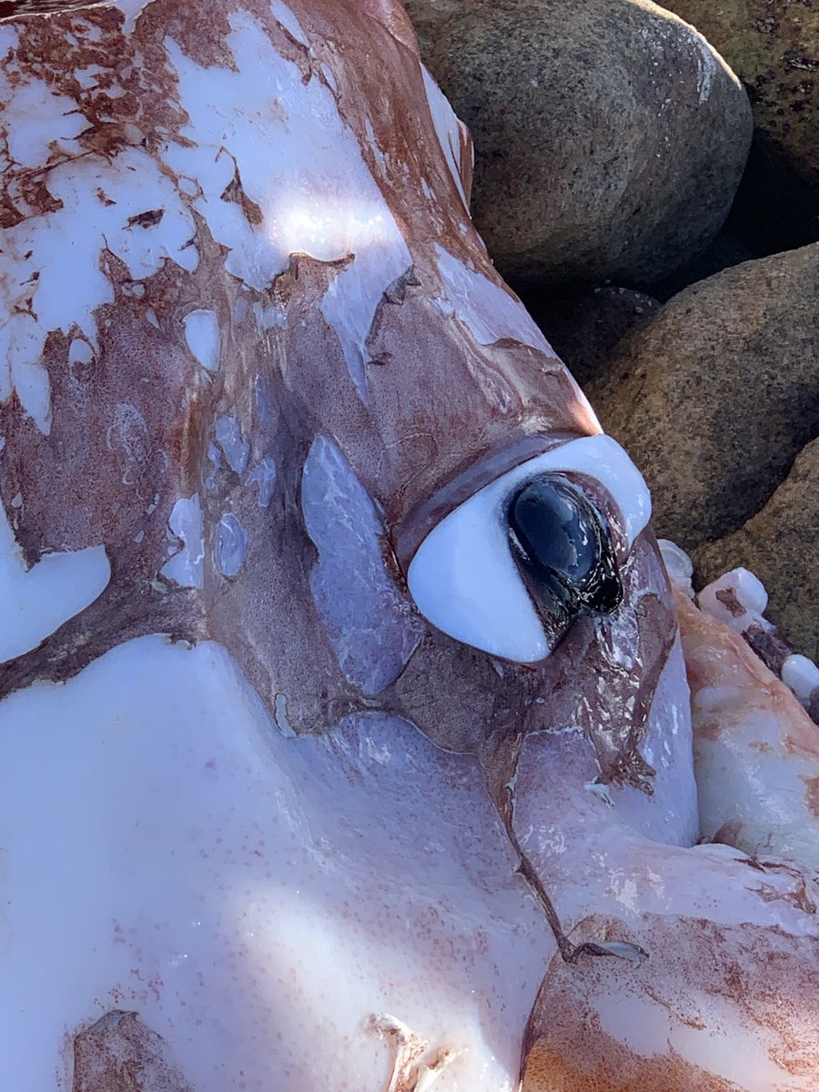 TimDee4's tweet photo. Giant squid close ups - wrecked this morning on Scarborough beach, just north of the Cape of Good Hope: https://t.co/m7YqL9H9gQ