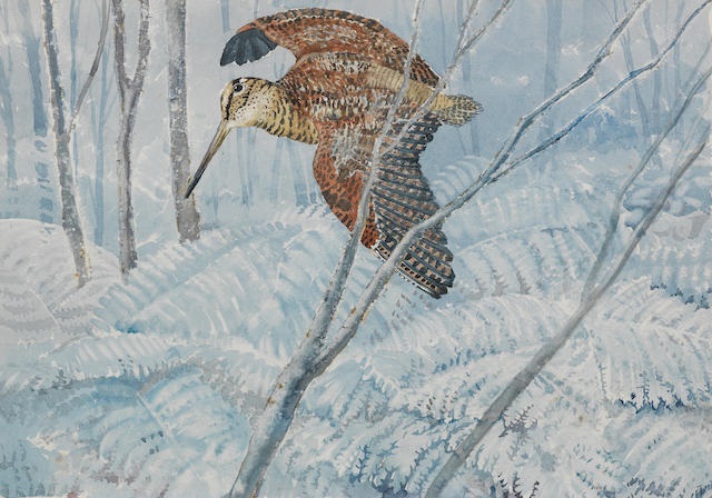 #OldhouseWarren 's 'ground nesting birds, like Woodcock & Nightjar, have some of their last #Sussex refuges here...
They need places where we will leave them in peace.'

Stop #CenterParcs detroying their fragile habitats! #WorthSaving 
Woodcock by Charles Tunnicliffe.