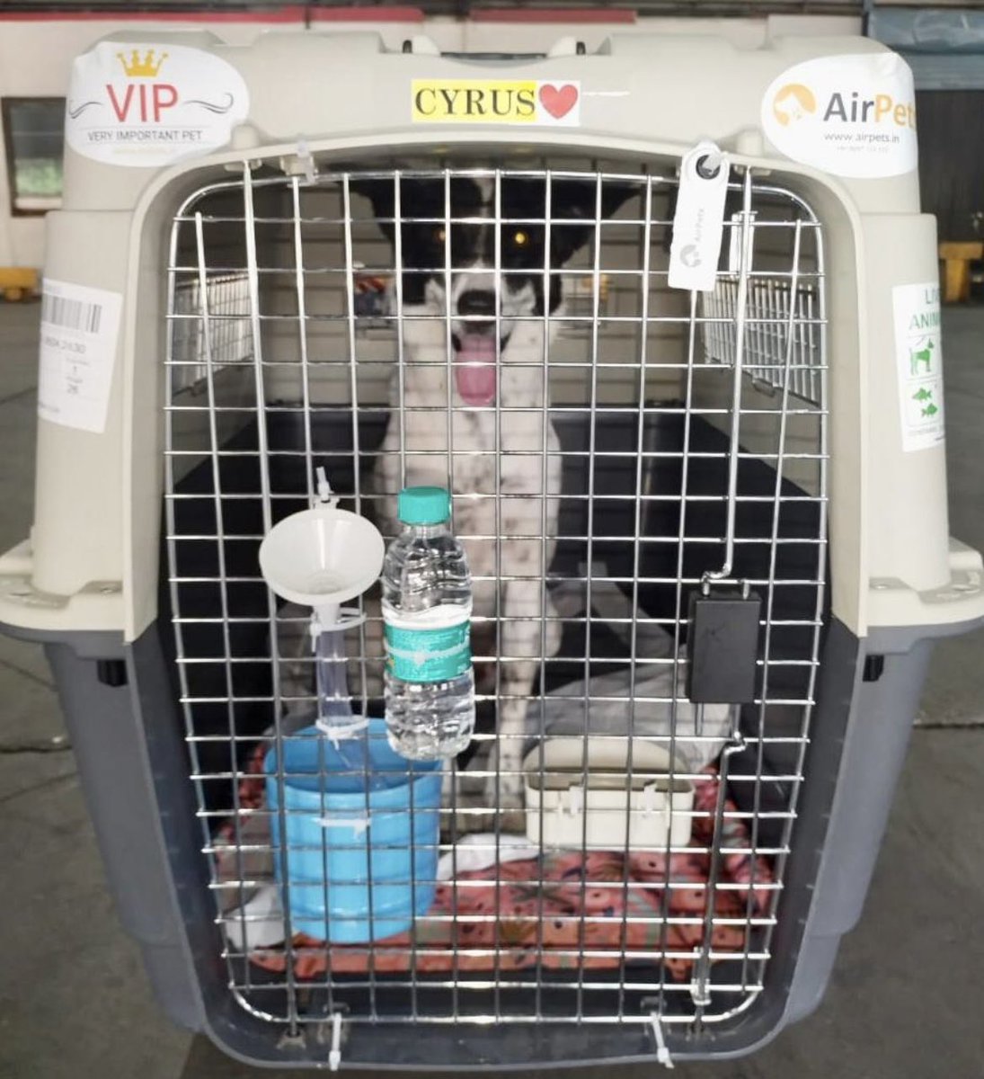 AirPets_India's tweet photo. Cyrus 🐶 🐾 Travelling from New Delhi, India 🇮🇳 to Singapore 🇸🇬 

#AirPets #internationalpetrelocation 
#relocatingpetsglobally #ipata #bonvoyage
#petrelocation #petexport #petshippingexperts 

For more information reach out to us -

Email- info@airpets.in
Ph- +91-9257-123-123 https://t.co/0NAreZoq1a