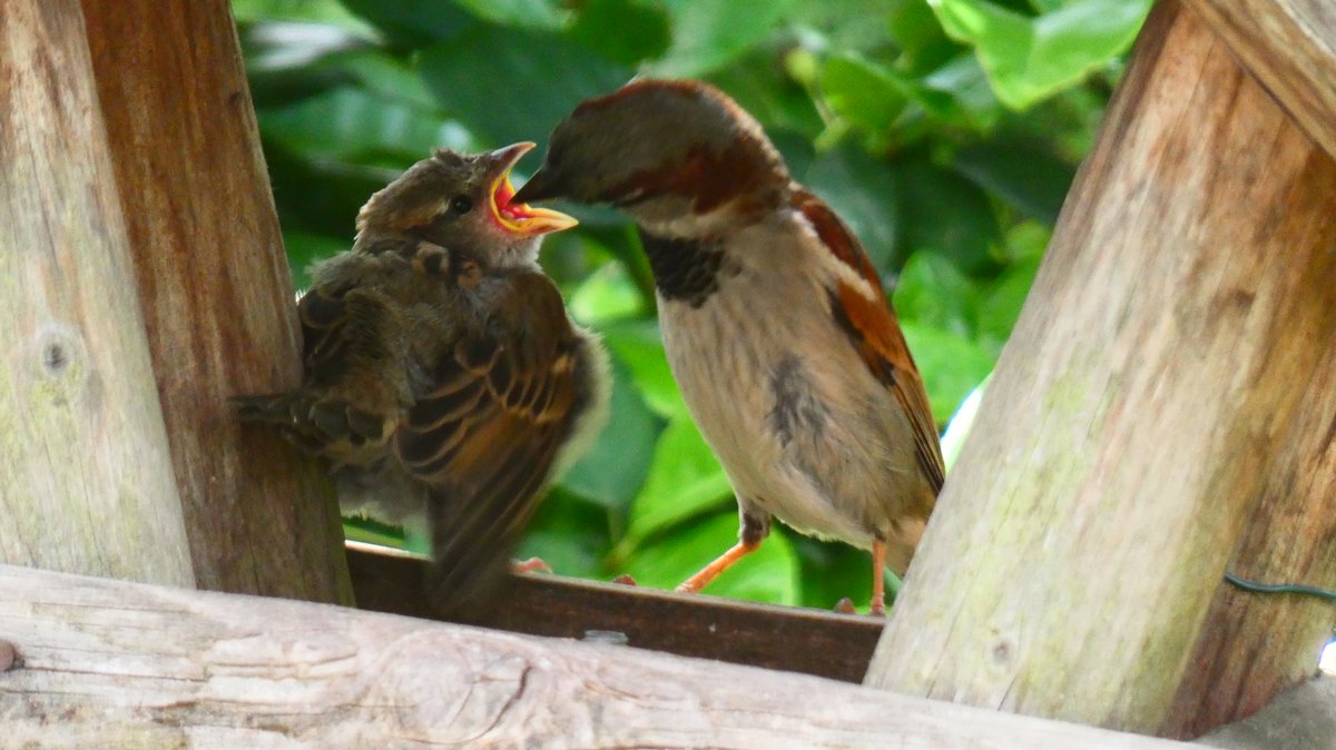 Rob Van Den Berg. tweet media