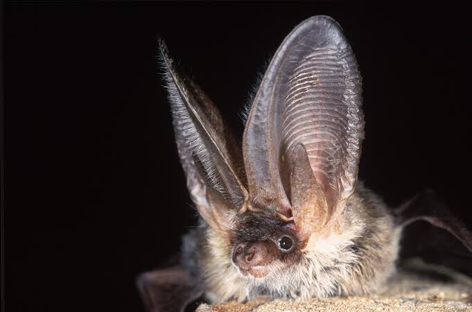 BatsDaily's tweet image. this mf is ALL ears!! 🦇