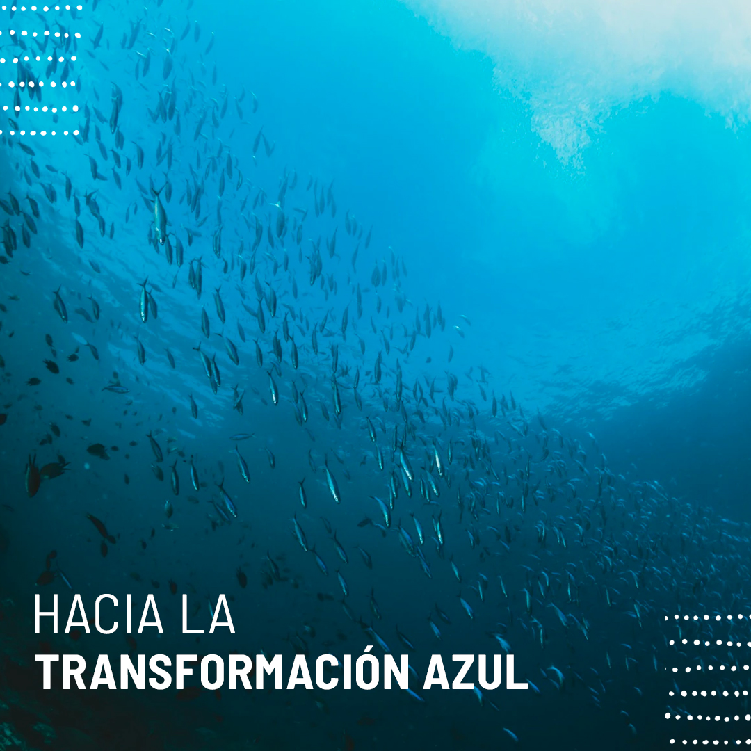 #TransformacionAzul: “una visión dinámica y positiva de la pesca y la acuicultura en el siglo XXI, en la que el sector goza del pleno reconocimiento por su contribución a la lucha contra la pobreza, el hambre y la malnutrición”.  ¿Lo sabías?