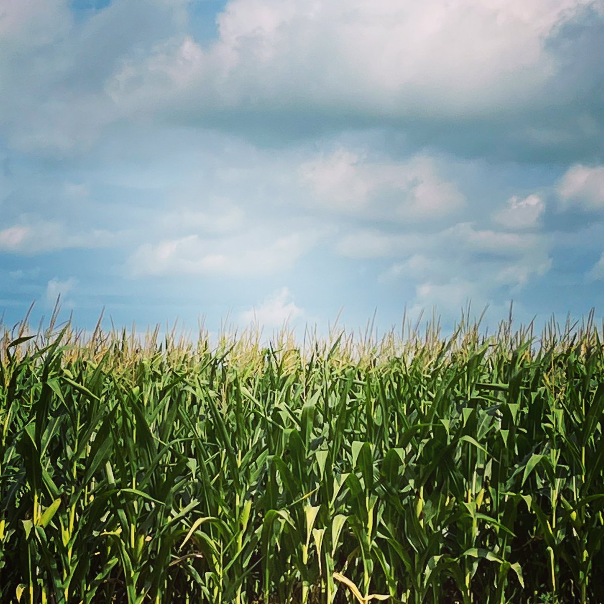 countytshirts's tweet photo. Corn! Love these days of Summer!
.
#pec #princeedwardcounty #thecounty #countyup #countycornerfarm #visitthecounty #visitpec https://t.co/le63yi7Zn0