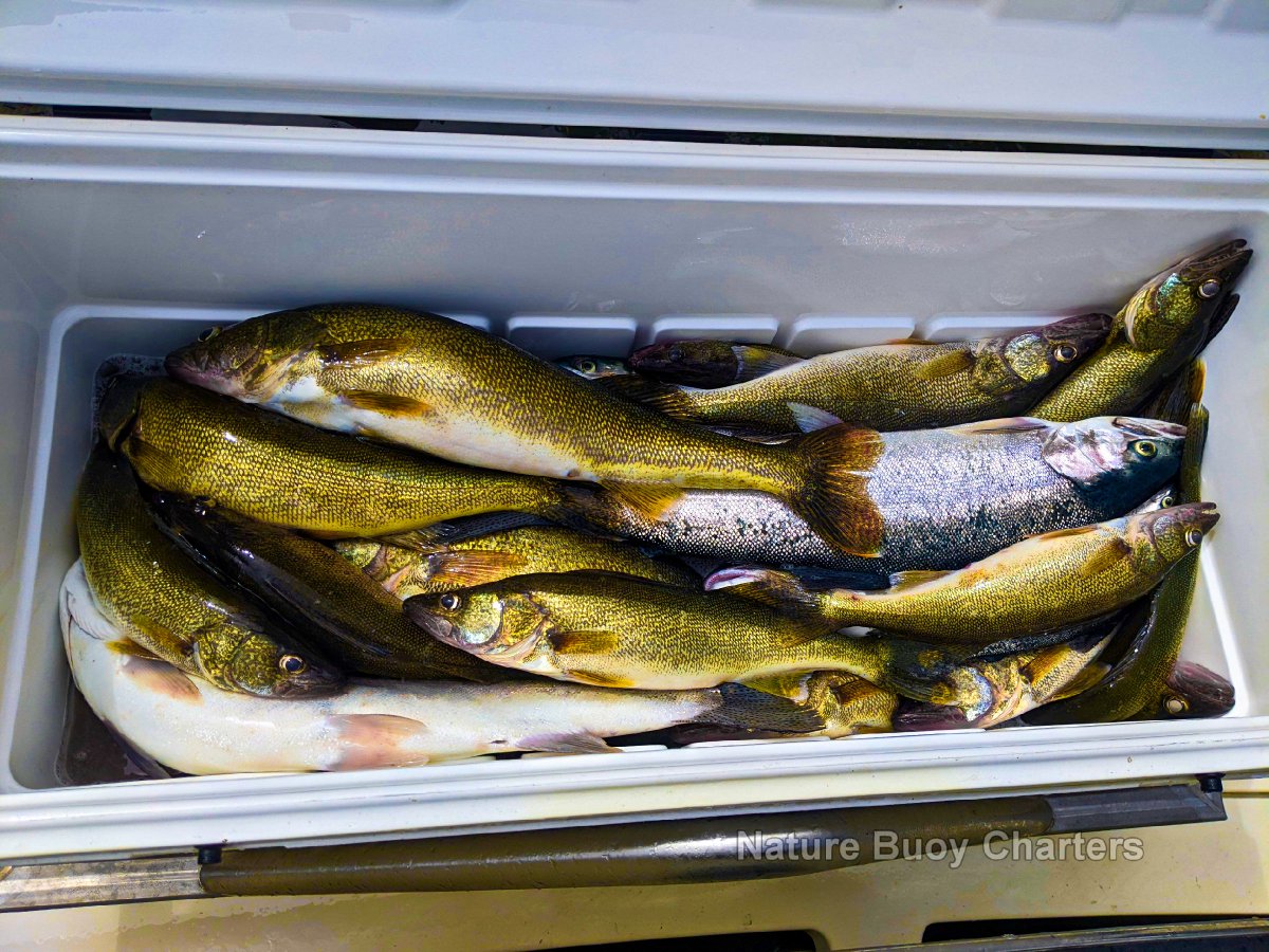 AND SO ON, AND SO ON, AND......

I LOVE LAKE ERIE!

519 401 4939 - Capt Chuck Irwin
#NatureBuoyCharters #Walleye #Steelhead #FishOntario #FishLakeErie #CKTourism #ErieauMarina #Erieau #VisitCK #SeeYouInCK