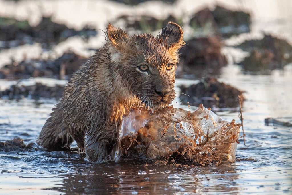 WeAreWilderness's tweet photo. Experience thrilling predator encounters at #Chitabe in #Botswana. This part of the #OkavangoDelta is a mix of woodlands, wetlands, and grasslands β all contributing to Chitabe's spectacular #biodiversity. Travel here: https://t.co/EIb8qnXba4
πΈ Dave Hamman
#WildernessSafaris https://t.co/b4Q9GxBZ32
