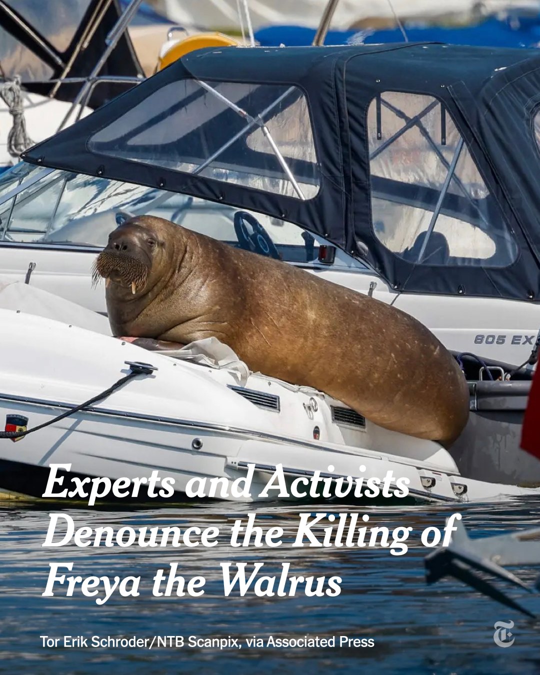 The New York Times on Twitter "Critics say the decision to kill Freya