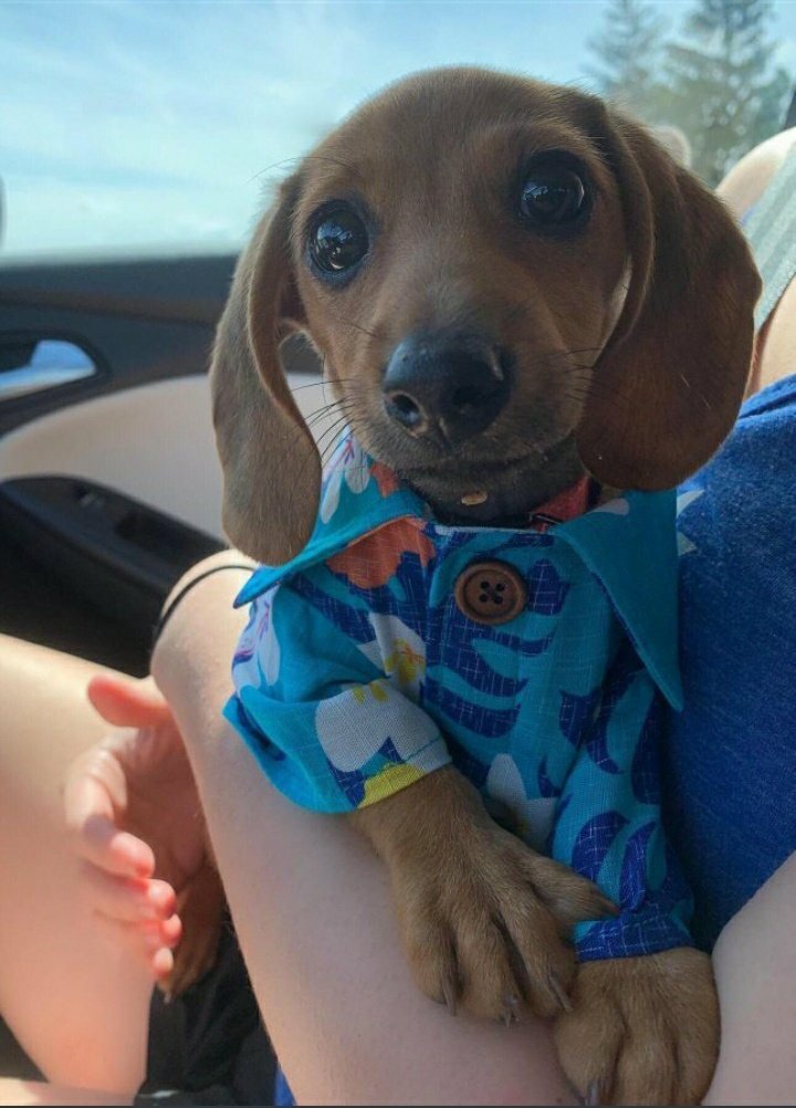 andrea_textos's tweet photo. Tiene una camisita 🥺 https://t.co/xdku9IFjZH