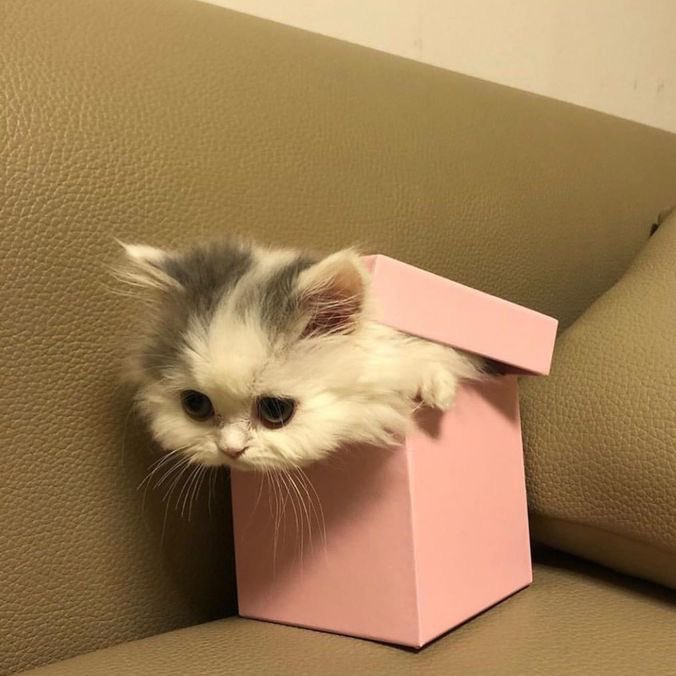 Atlicam surdan o olacak simdi