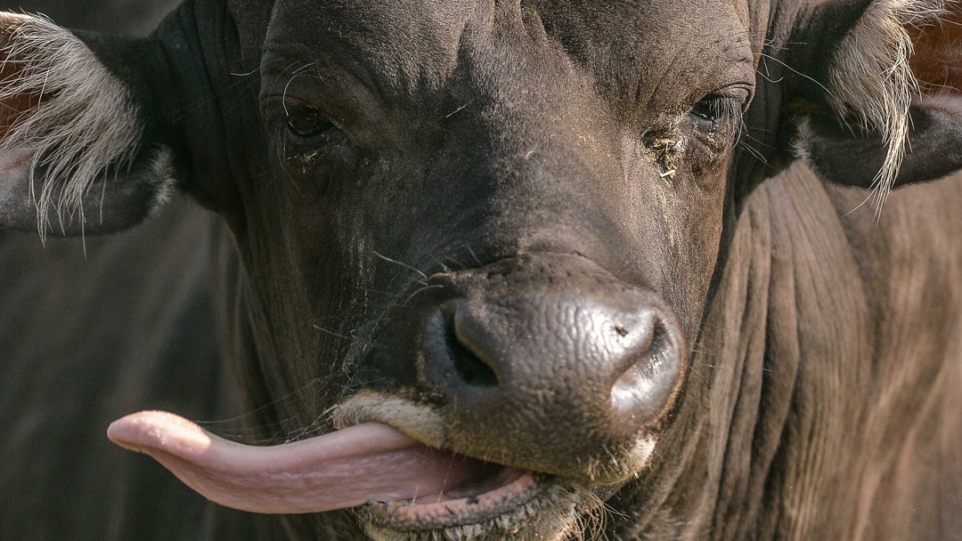 For CZ Mammal Curatorial Assistant, Amy Humphreys, managing the whole world's ex-situ Javan banteng as one internationally-linked breeding herd is the key to saving this majestic wild cattle species.

This is the life of a breeding programme coordinator 👇
chesterzoo.org/news/managing-…