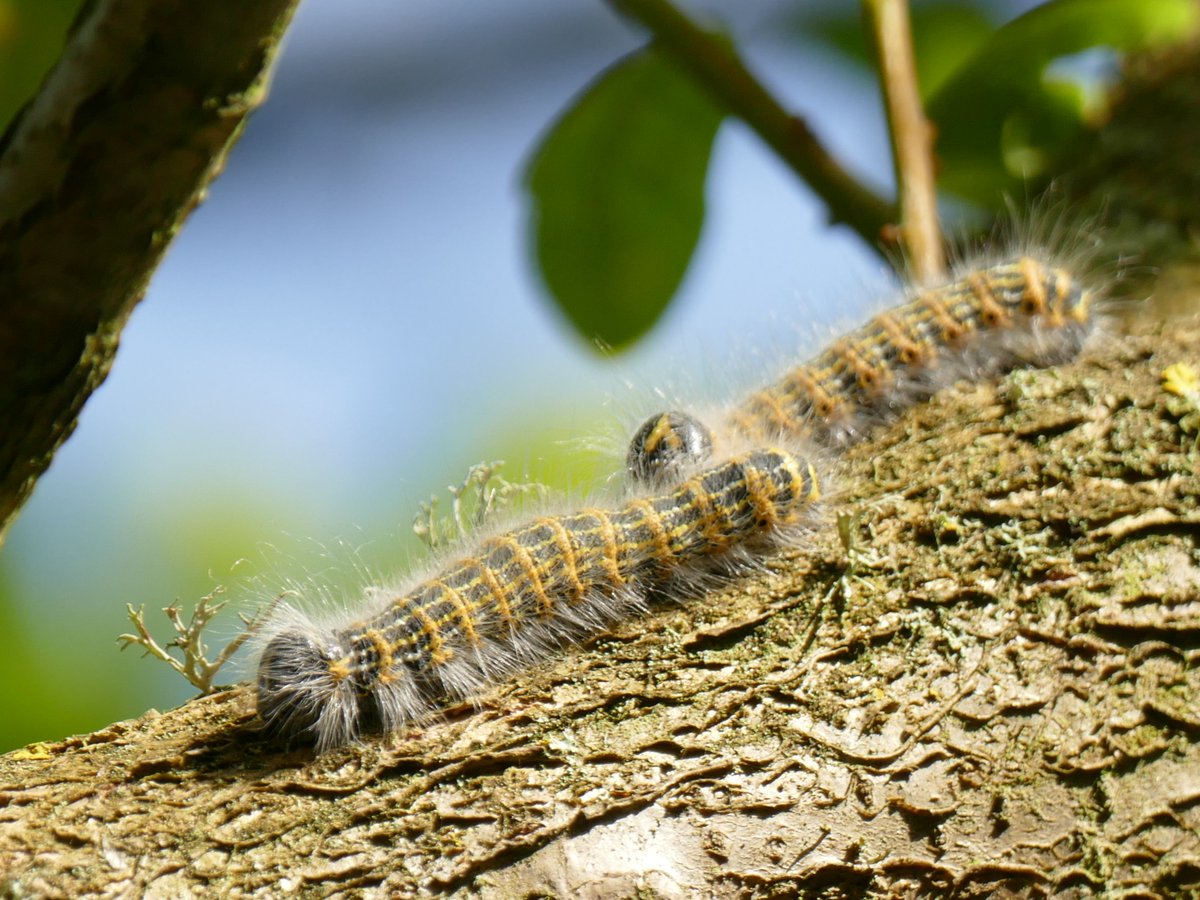 MarekBidwell's tweet photo. On our Sunday walk, @ballisticowl heard something plopping out of an oak tree. At first, she thought it was a bird foraging but then saw dozens of caterpillars launching themselves onto the ground kamikaze-style. They wiggled off at speed searching for a place to pupate. #Bufftip https://t.co/N7Tp7xggyE