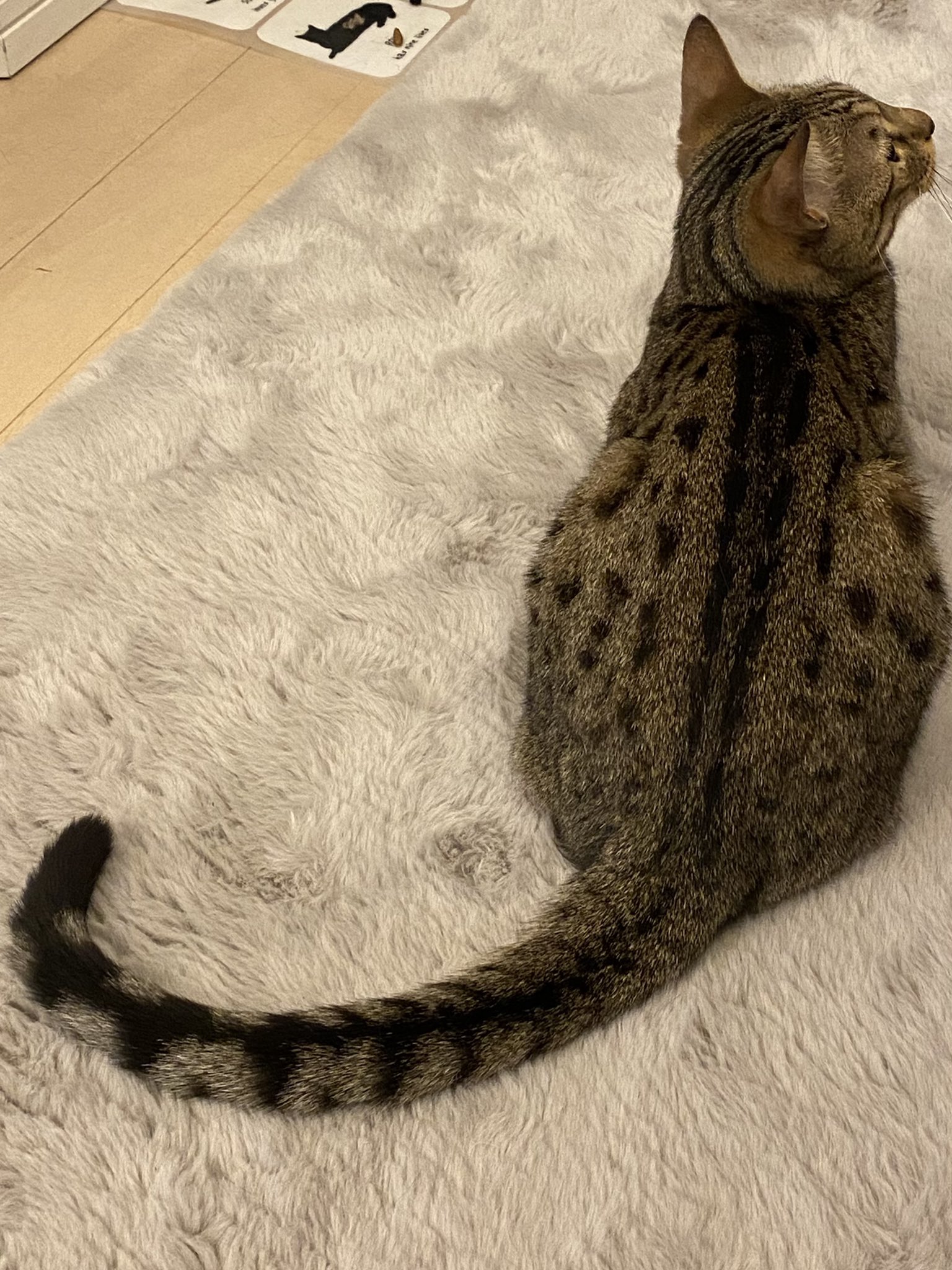 ねこパイセン Neko Riripaisen Twitter