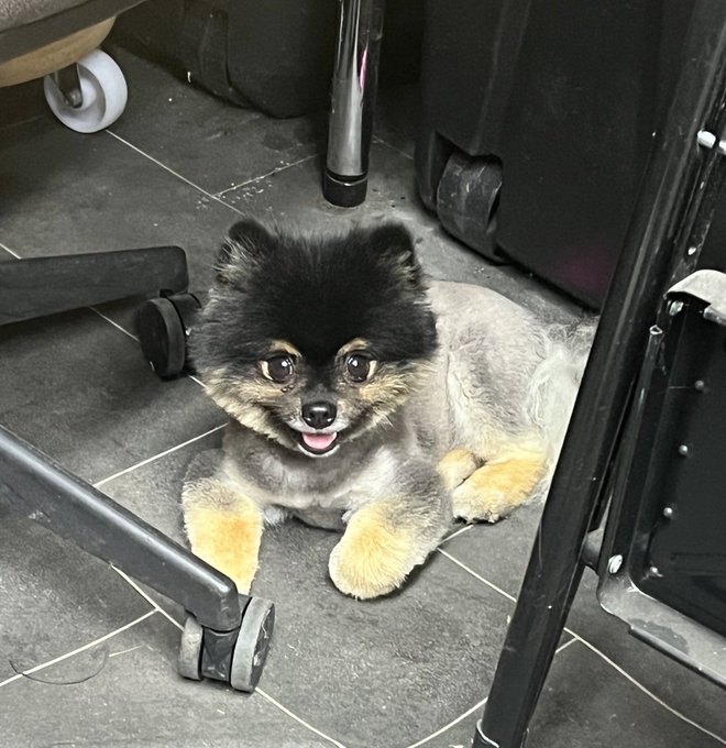 SERIOUSLY! How am I meant to work. LOOK AT HIM 🥹🥹🥹 https://t.co/jDiWebAY1b