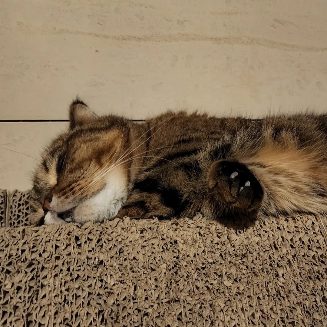 kittisaurus7's tweet photo. 배부르고 행복한 고양이
배부르고 졸린 고양이
다이어트로 배고프고 잠 안오는 고양이 https://t.co/5IBAm69Dth