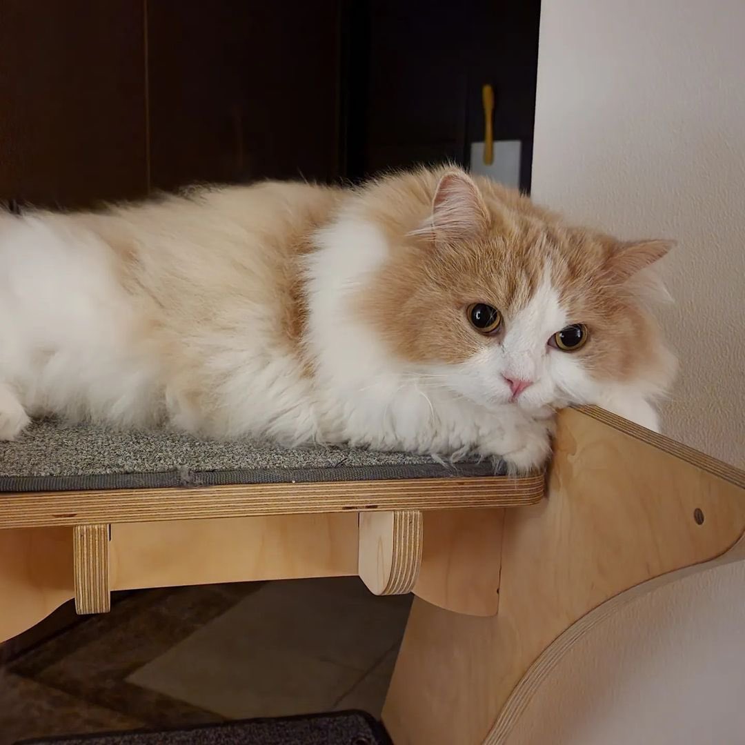 kittisaurus7's tweet photo. 배부르고 행복한 고양이
배부르고 졸린 고양이
다이어트로 배고프고 잠 안오는 고양이 https://t.co/5IBAm69Dth