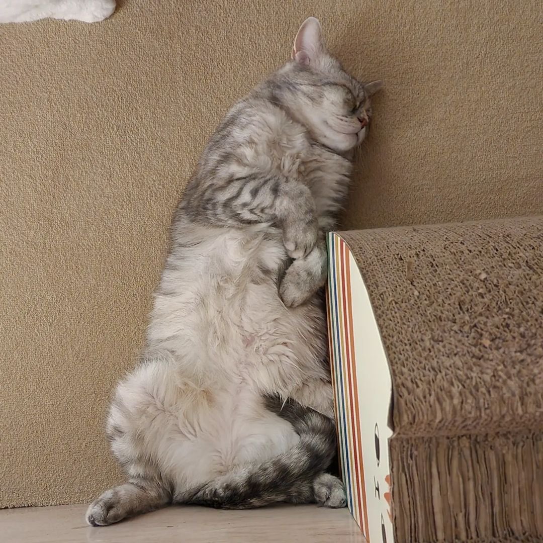 kittisaurus7's tweet photo. 배부르고 행복한 고양이
배부르고 졸린 고양이
다이어트로 배고프고 잠 안오는 고양이 https://t.co/5IBAm69Dth