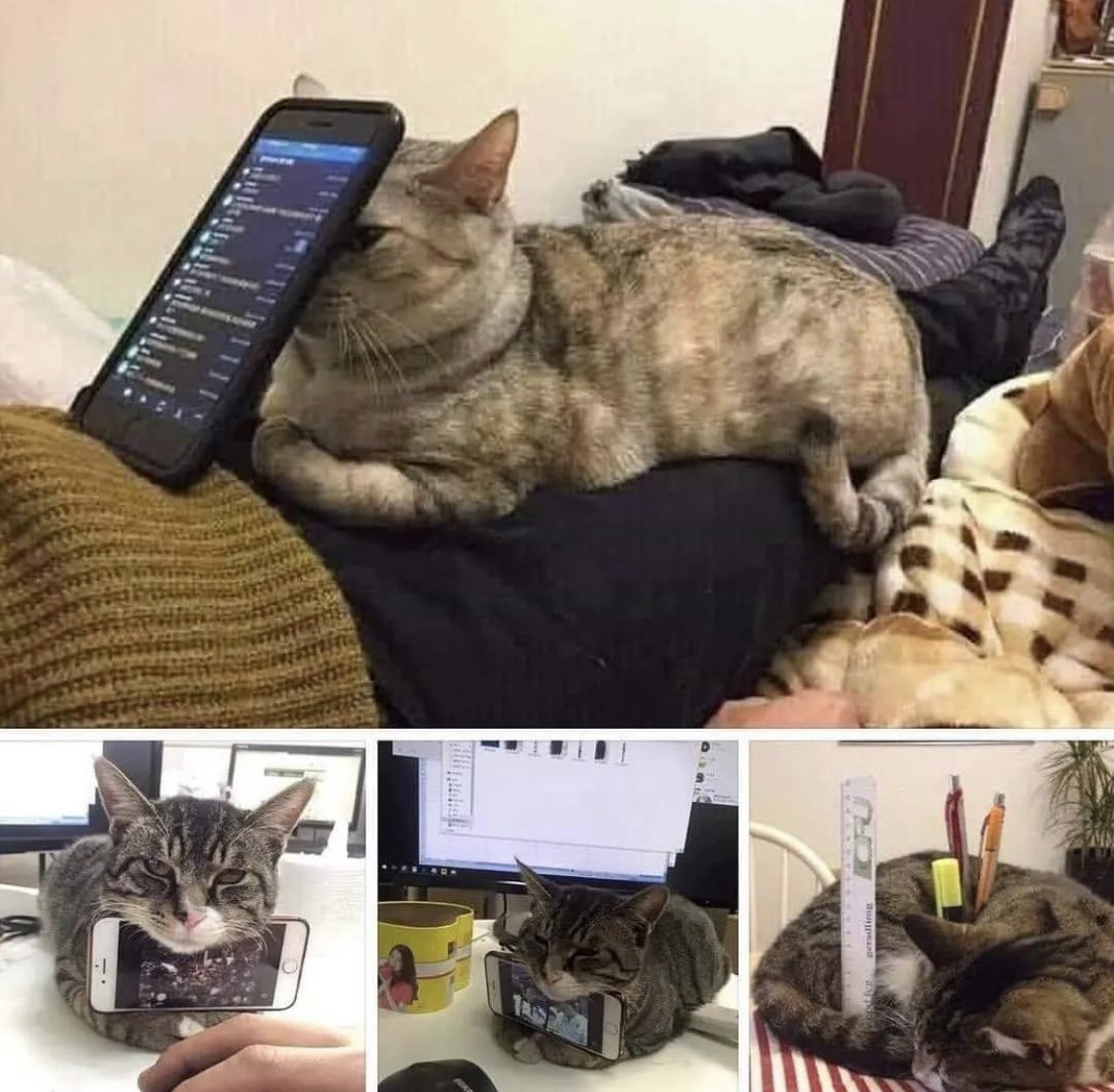 gainzfeldt's tweet photo. This cat has more utility than 99% of NFT projects https://t.co/Pt6OCw02zx