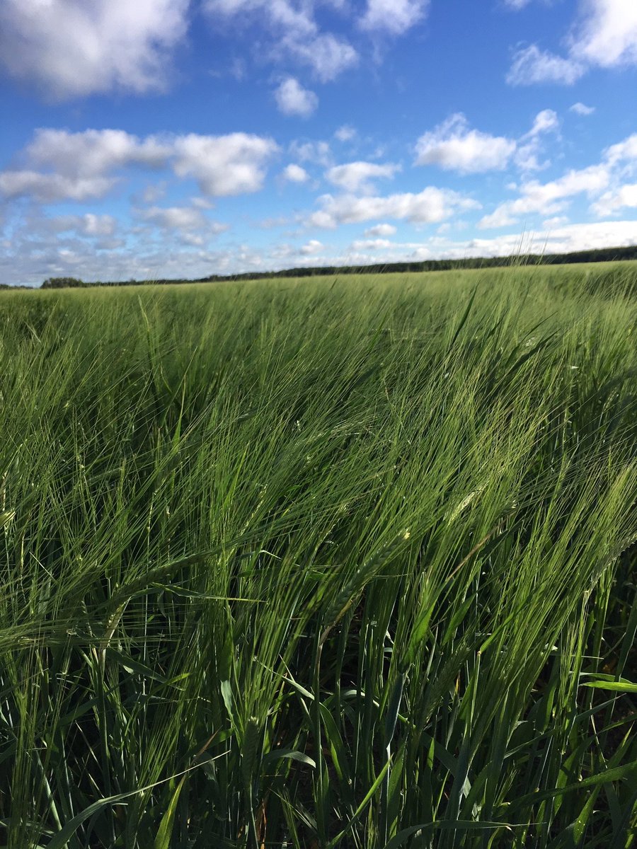 MBGovAg's tweet photo. Calculate standing green feed costs by the market value method or by the cost of production method using the NEW excel calculator found under the Crops header at https://t.co/A7KbbkWyrf. #MBAg https://t.co/OnHvSG10Mi