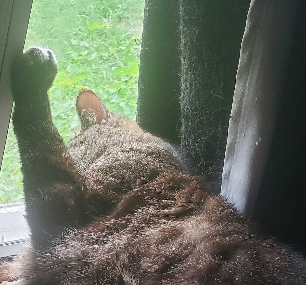 Y4Lorna's tweet photo. My indoor cats love to look out the window. They claw at the glass when they see critters outside. Spike fell asleep doing this. https://t.co/oSDxHWp4bL