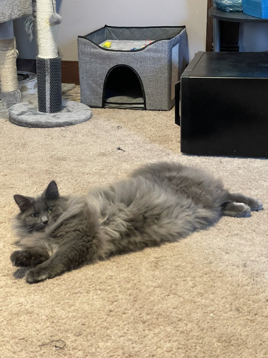 CEBoyer's tweet photo. @gbosslet @AllisonLCarter My grand kitty Goon https://t.co/tE8I1NrM0m