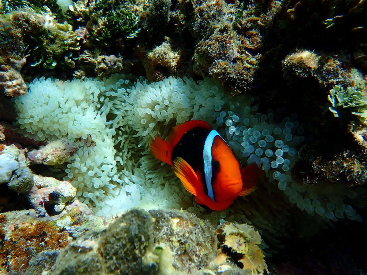 finally707's tweet image. 今日潜ったところ🪸
私もココに住みたい🐠💕