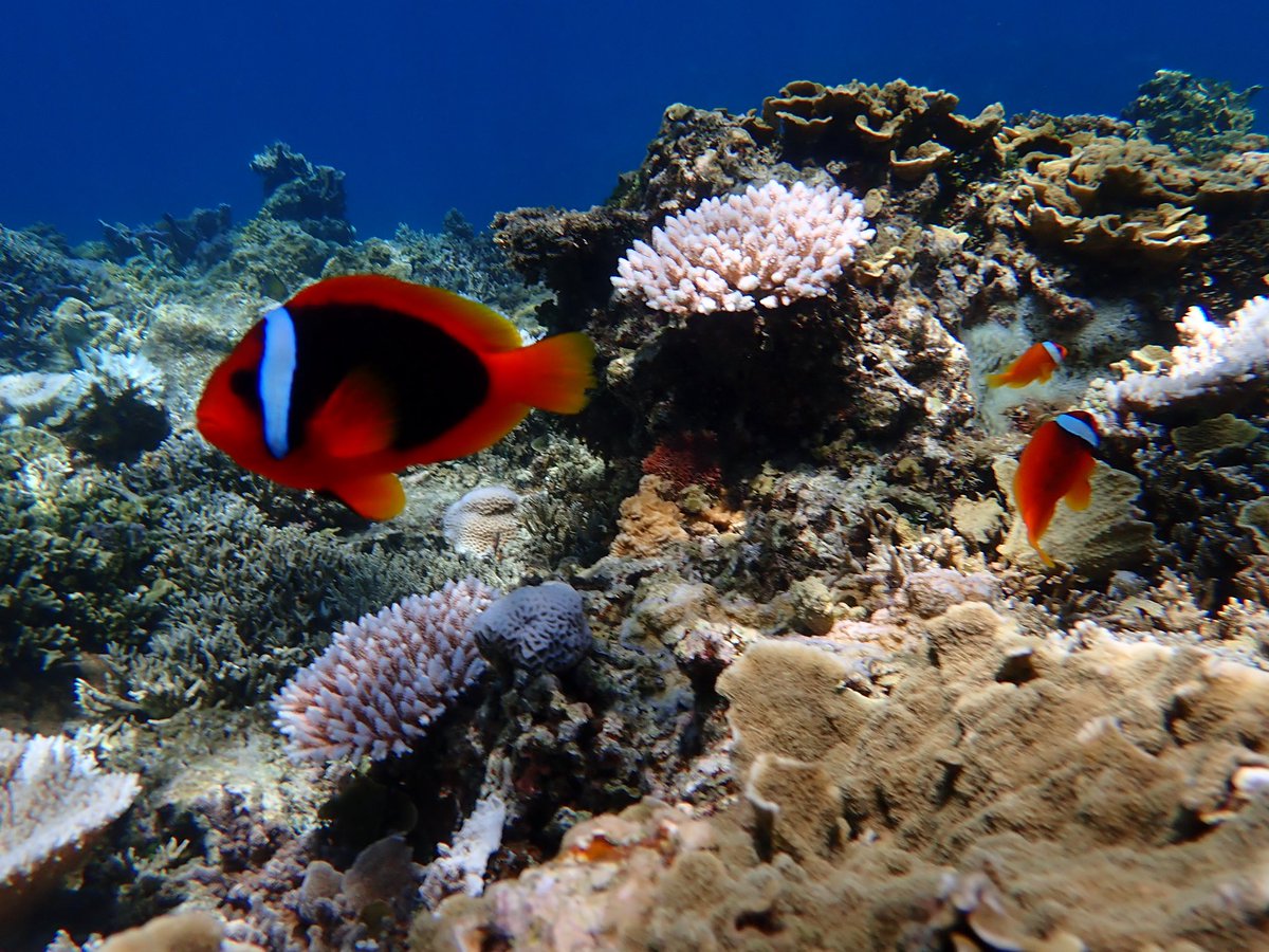 finally707's tweet image. 今日潜ったところ🪸
私もココに住みたい🐠💕