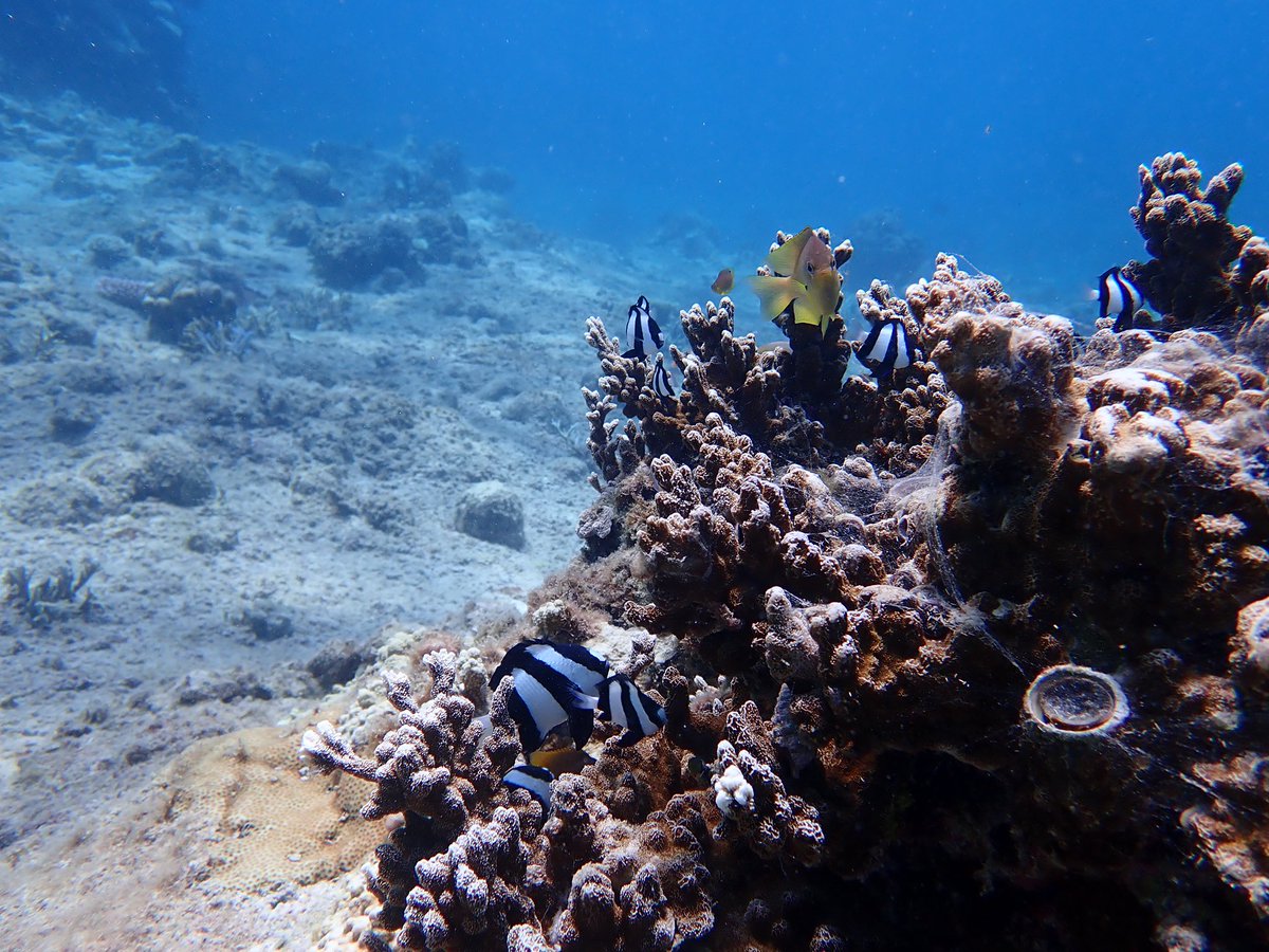 finally707's tweet image. 今日潜ったところ🪸
私もココに住みたい🐠💕