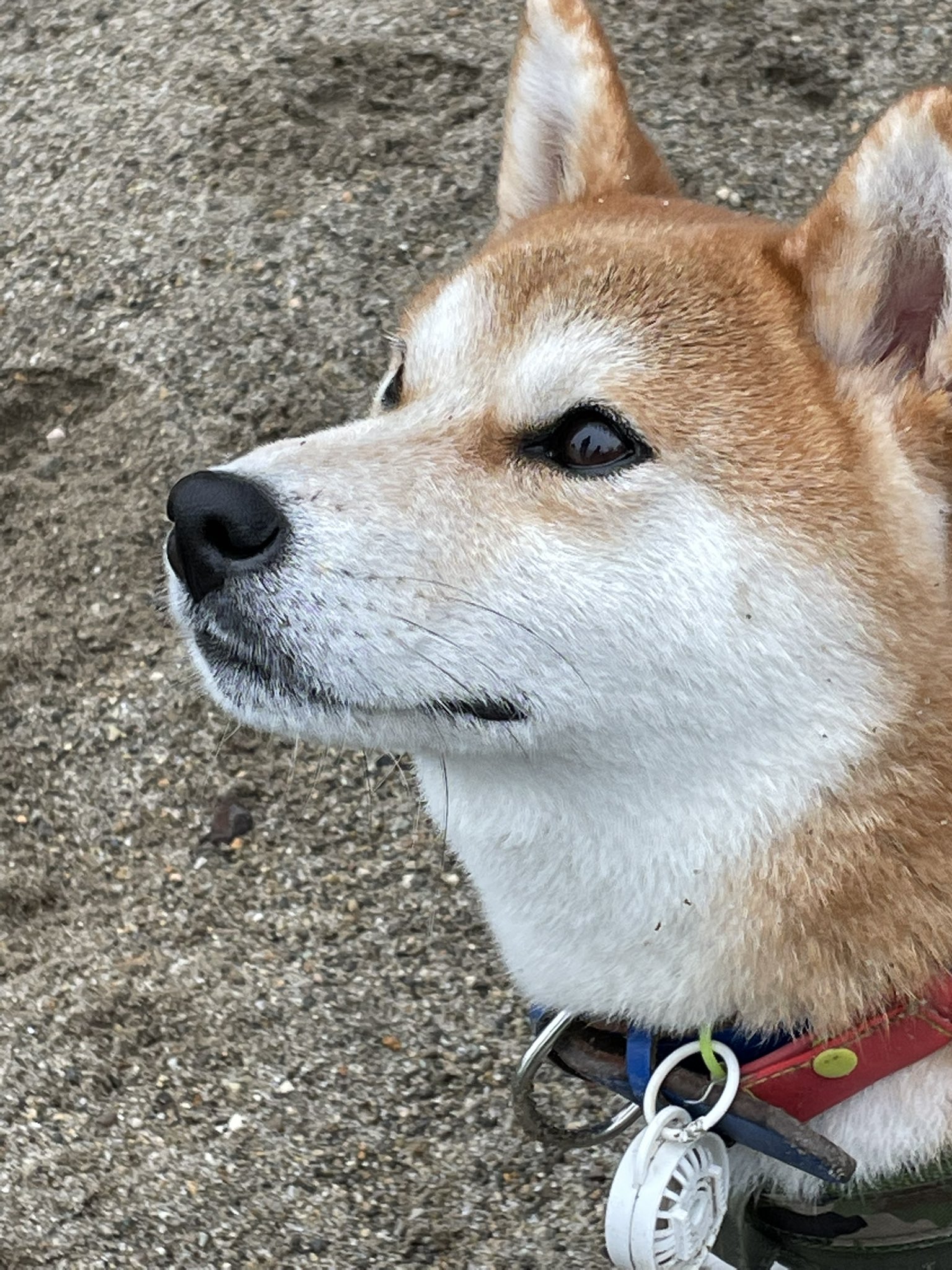 保護犬猫リュウ めんめ まま Japan Videography Ryunosuke R4 51 Twitter