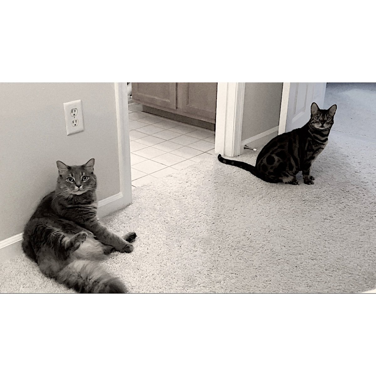 bo_the_bengal's tweet photo. Bodhi and Kiki lifted up their voices at 4 am for a duet of "My Meow will Go On"- from Feline Lion.
Not only their meow went on but they kept trying harder because I seemed displeased. 💁🏼♀️🥱 #crazycatladyproblems https://t.co/nhpnH04sH7