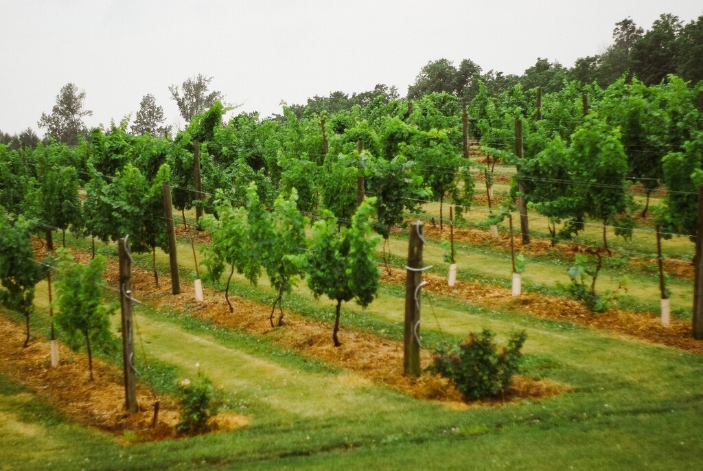 TourRailwayCity's tweet photo. It is time to get in your car, and drive approximately 20 minutes for this #TravelTuesday! @quaiduvin is a local winery in Sparta, and when visiting their grounds you can see the vineyards, taste their wine, and even schedule a tour🍇⁠
.⁠
Quai Du Vin … https://t.co/M24kJh3In2 https://t.co/31C02ujMkC