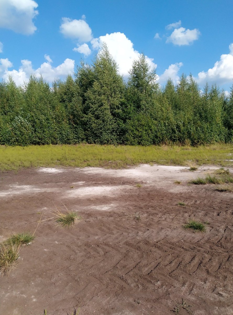 PekkaAanismaa's tweet photo. Melkoinen vaikutus on puuntuhkalannoituksella käytöstä poistetulla turvesuolla. Etualalla lannoittamaton suo, taustalla n. 10 vuotta sitten lannoitettu ja luontaisesti metsittynyt alue. #metsitys #hiilensidonta https://t.co/jBPJhZj7Uy