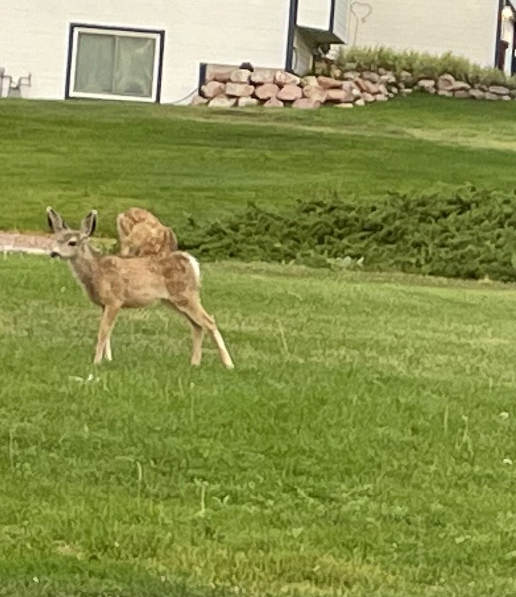 Looks like ⁦<a href="/TrailblazerD11/">Trailblazer Elem.</a>⁩ and Spark Online might have a couple of eager new students ready for the first day of school! ⁦<a href="/CSSD11/">Colorado Springs Schooll District 11</a>⁩