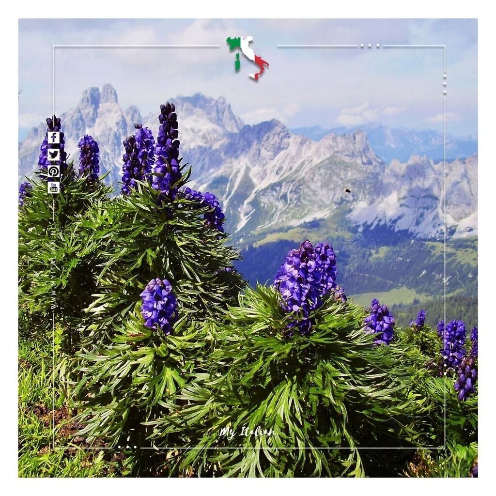MyItalian1's tweet photo. 🇮🇹[ALPE DEVERO]

Amazing what is growing on these altitude 🥰

#alps #myitalian #italy #life #italianlife #flowers #nature #mountain #hicking #summer #view #panorama #loveourplanet #travelife https://t.co/m8erQwi4YX https://t.co/cKEeRagPqx