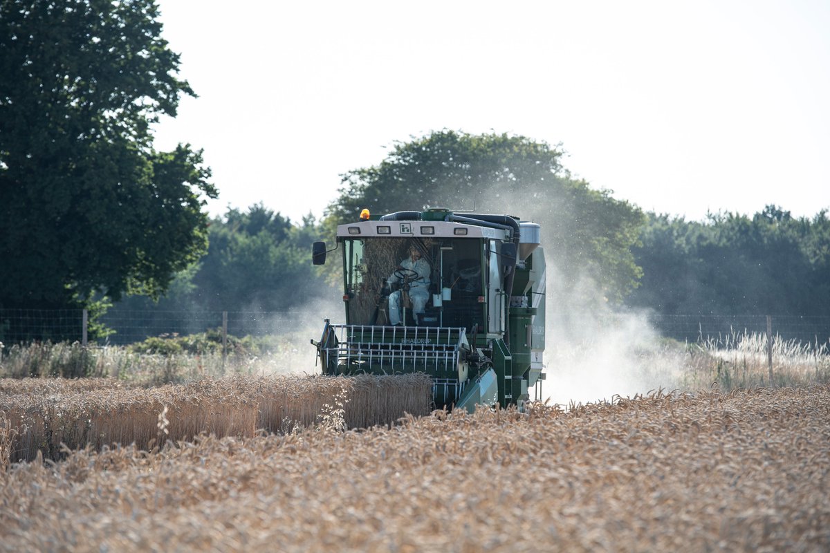 Nigel Halford (@halford1nigel) on Twitter photo Our CRISPR low asparagine wheat field trial was harvested last Friday. Hot work for the farm staff <a href="/Rothamsted/">Rothamsted Research</a> <a href="/RaffanSarah/">Sarah Raffan</a> Our CRISPR low asparagine wheat field trial was harvested last Friday. Hot work for the farm staff <a href="/Rothamsted/">Rothamsted Research</a> <a href="/RaffanSarah/">Sarah Raffan</a>