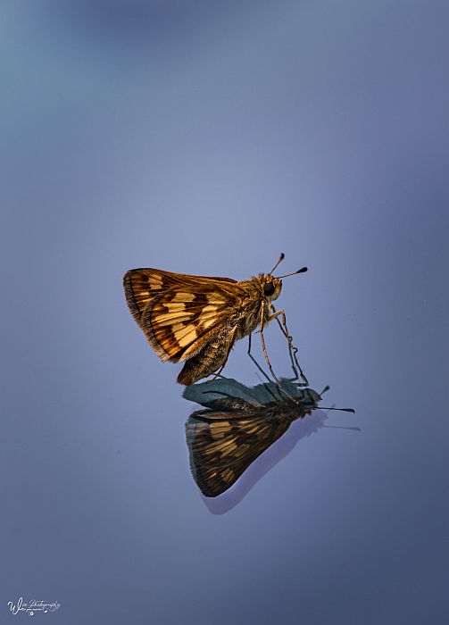 JennyWisePhotos's tweet photo. August 16: Peck's Skipper on a Windshield
https://t.co/BJSWem2kjK
#pecksskipper #butterfly #lepidoptera #politespeckius #hesperiidae #butterflies #insect #yellowbrown #yellowbrownbutterfly #flutterfly #polites #peckius #skipper #summer #butterfliesoftwitter #pecksskipperoftwitter https://t.co/I12VC5yyxM
