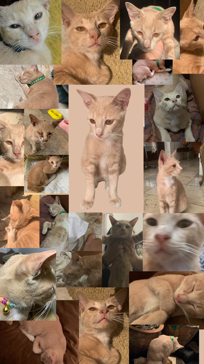 𝕞𝕠𝕠𝕟𝕗𝕝𝕠𝕨 tweet media