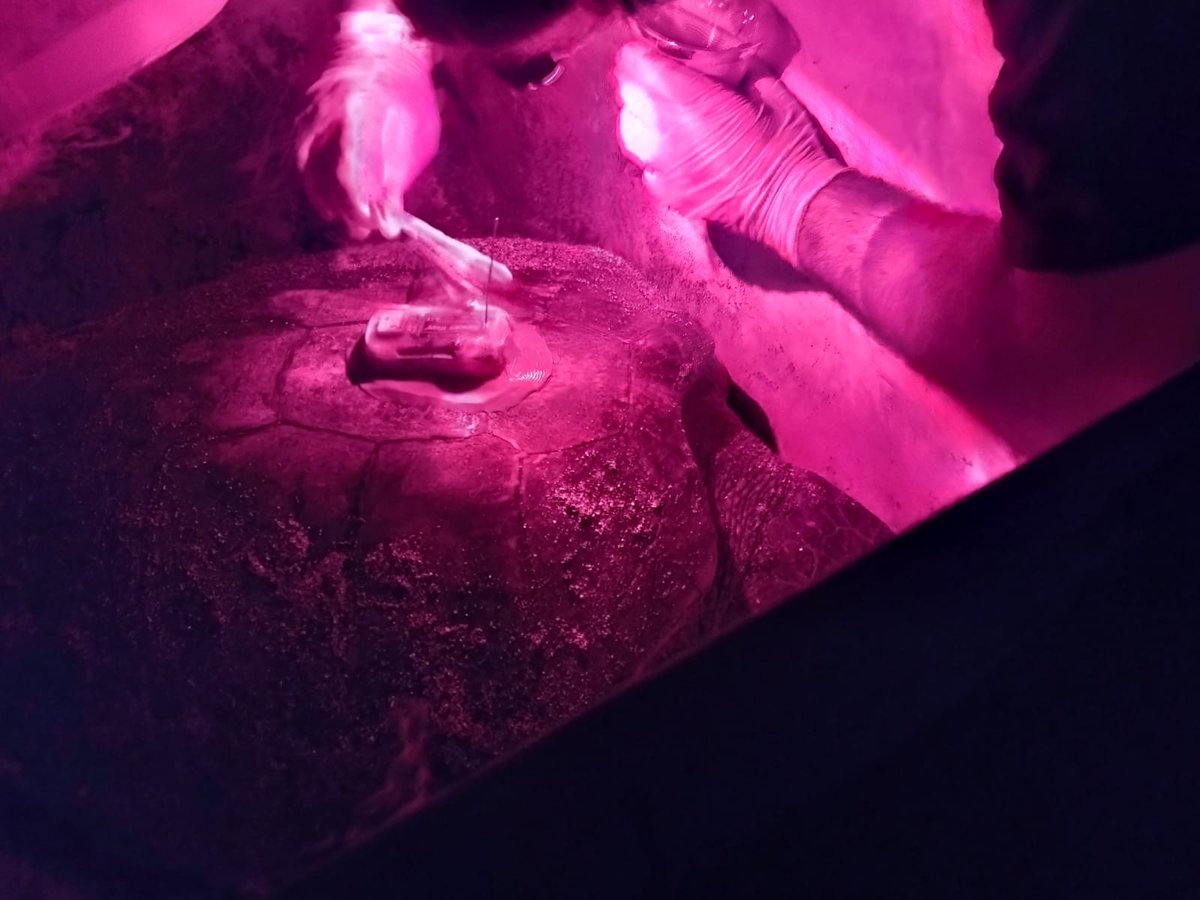 Intertagua tweet media