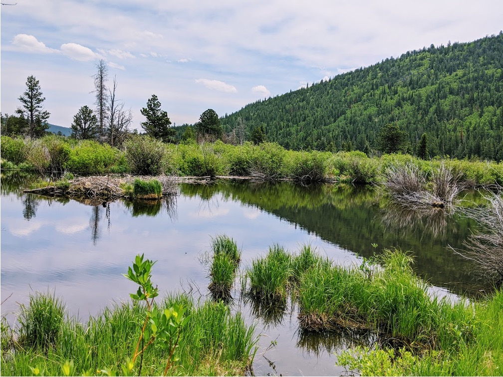 Stop by my #ESA2022 poster on decadal species-environment relationships and species associations in Rocky Mountain National Park wetlands! 
Wed. Aug. 17 
5-6:30pm, board #109
#Hmsc #wetlands #riparian #RMNP