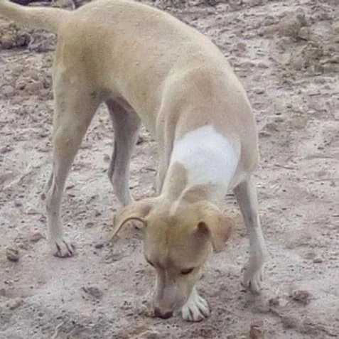 🐕🐕🐕🐕🐕❤️💚