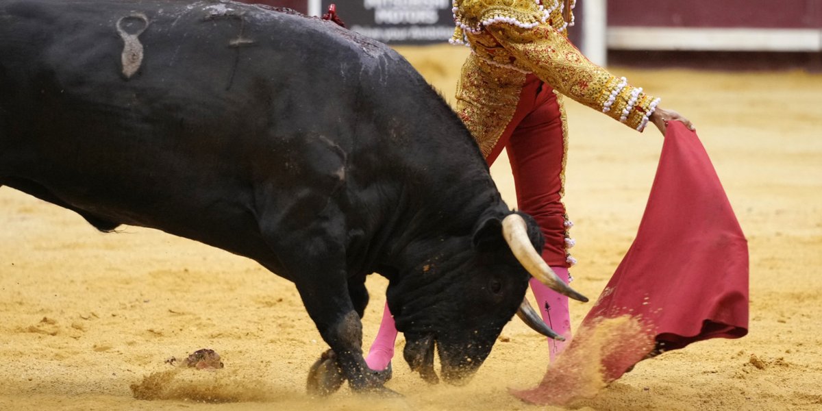 GGarandelblog's tweet photo. La #corrida, un art magnifique et majestueux, que de beaux souvenirs lors de mon été dans les Asturies en 1994! Homme et bête se livrent ensemble à une danse effrénée, un moment rare et magique. Malheureux que des hommes comme @CaronAymericoff essaient de l'interdire pour de bon. https://t.co/fy0hlTHZnu