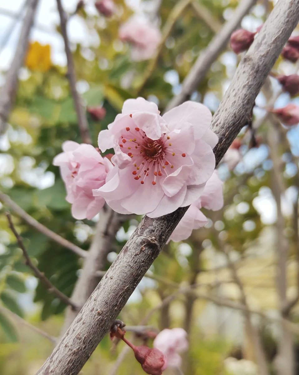 Multiplant1's tweet photo. Primeras flores del Ciruelo en Flor.
Buenos días 🌞
#CirueloEnFlor #ViveroOnline #Multiplant https://t.co/InHlPmaLOH