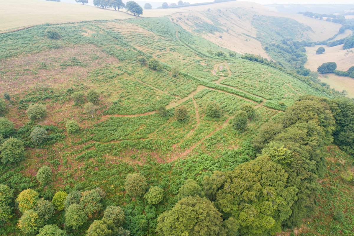 WoodlandsENPA's tweet photo. Some images from our drone flyover of Bye Wood yesterday.  We'll reproduce these photos annually so we can document the growing woodland.  With 8000 trees planted so far, we've still got 5000 to plant and protect this winter. https://t.co/qZPuJxCq22