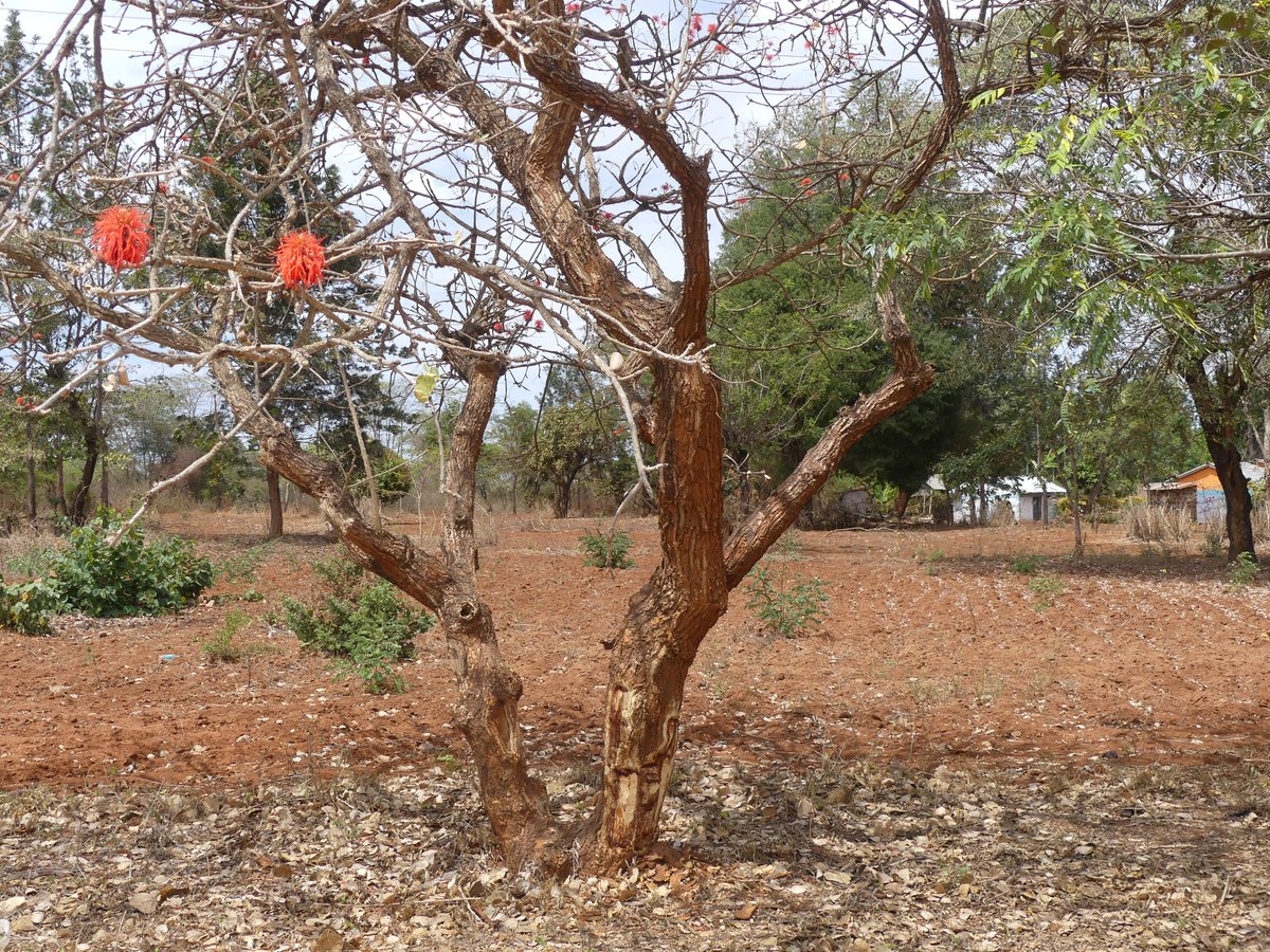 PhotosForTrees's tweet photo. Erythrina abyssinica in bloom just outside of #KituiTown
#thicktrunktuesday #treesofkenya https://t.co/sg0tmBpUkh
