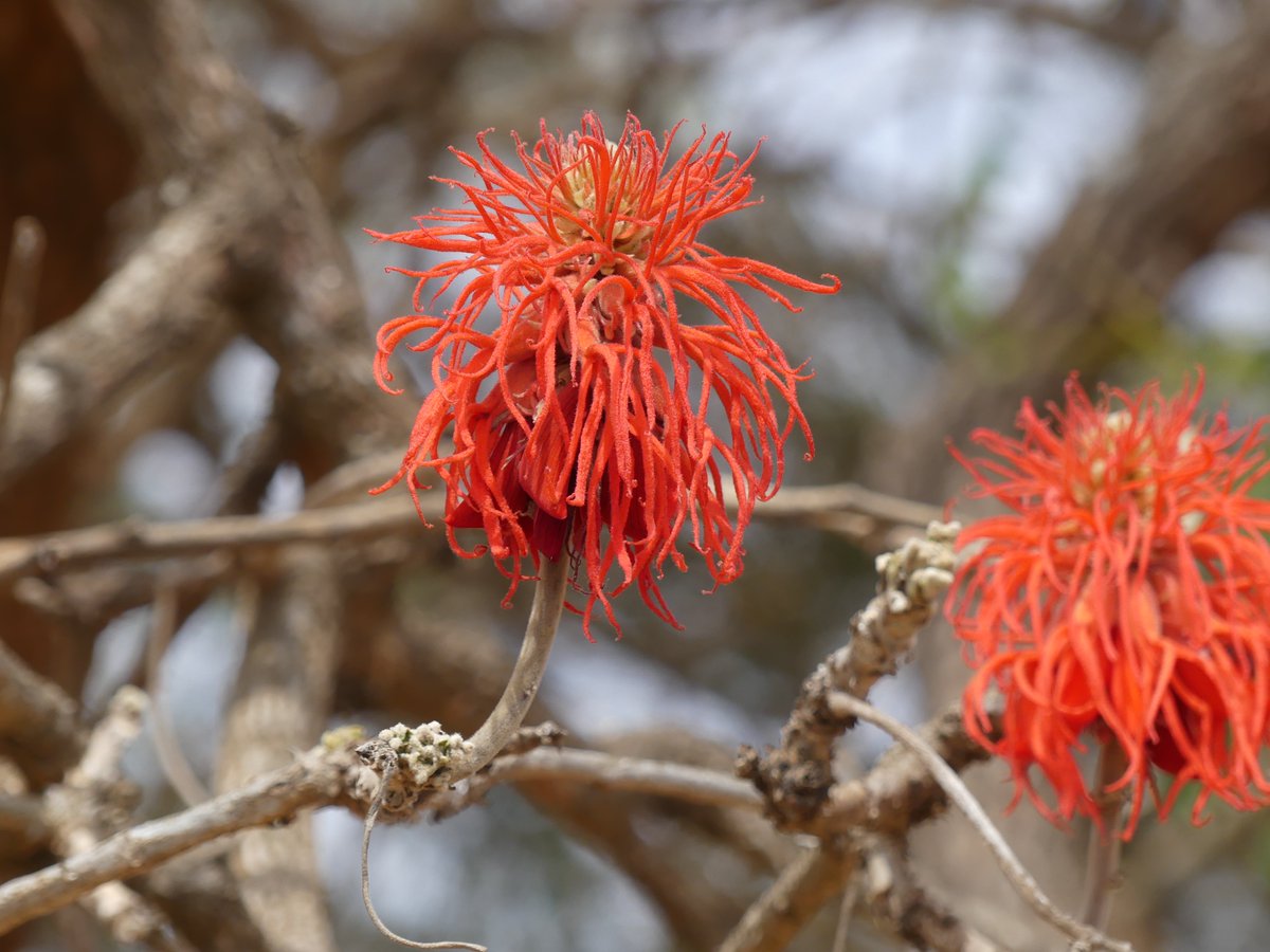 PhotosForTrees's tweet photo. Erythrina abyssinica in bloom just outside of #KituiTown
#thicktrunktuesday #treesofkenya https://t.co/sg0tmBpUkh