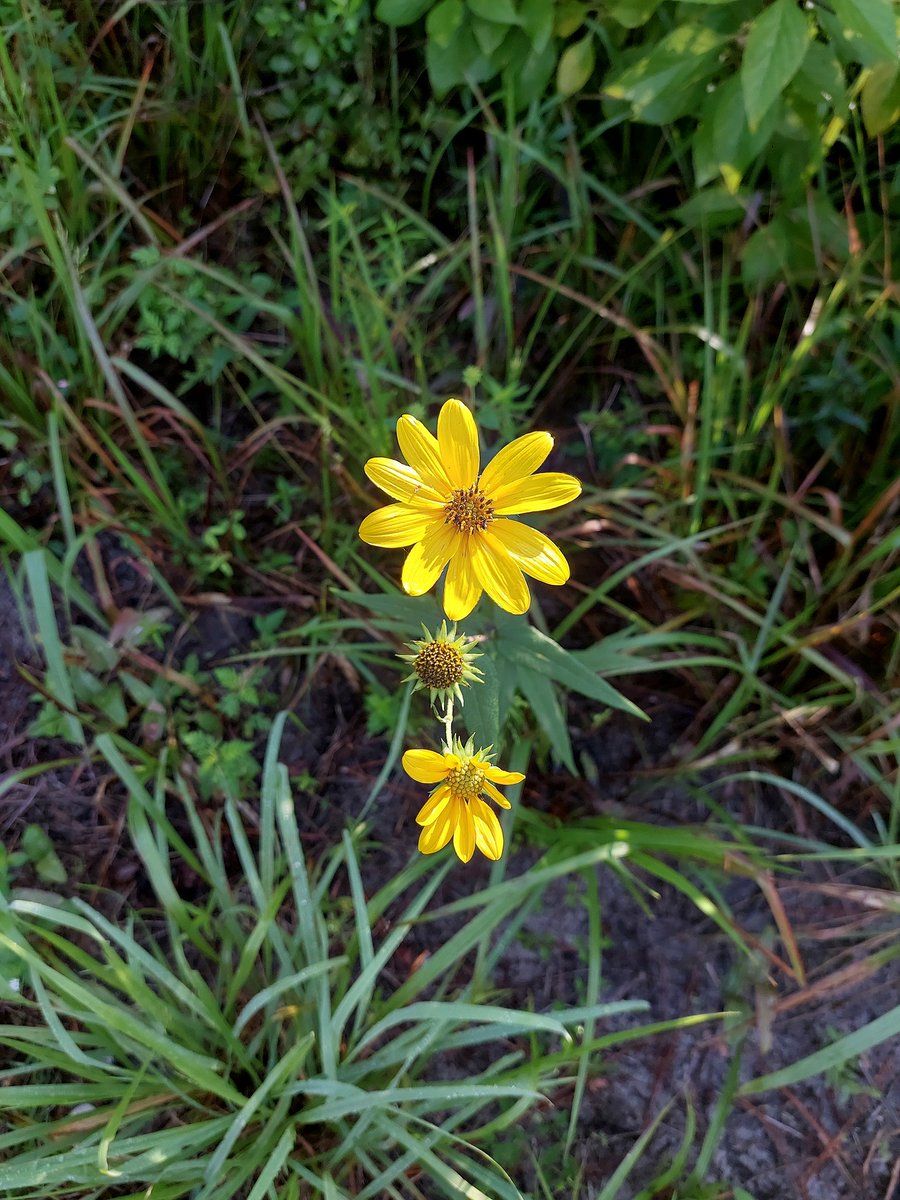National Forests in FL tweet media